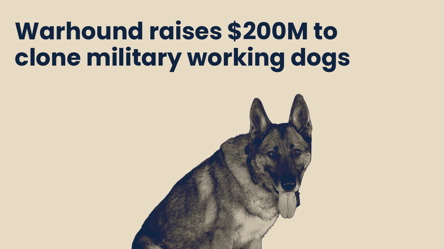A German shepherd military working dog sits facing the camera, isolated on a plain sand background.